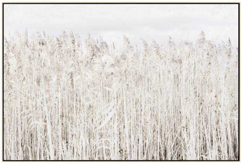 Pampas Grass Framed Canvas Wall Art 120cm