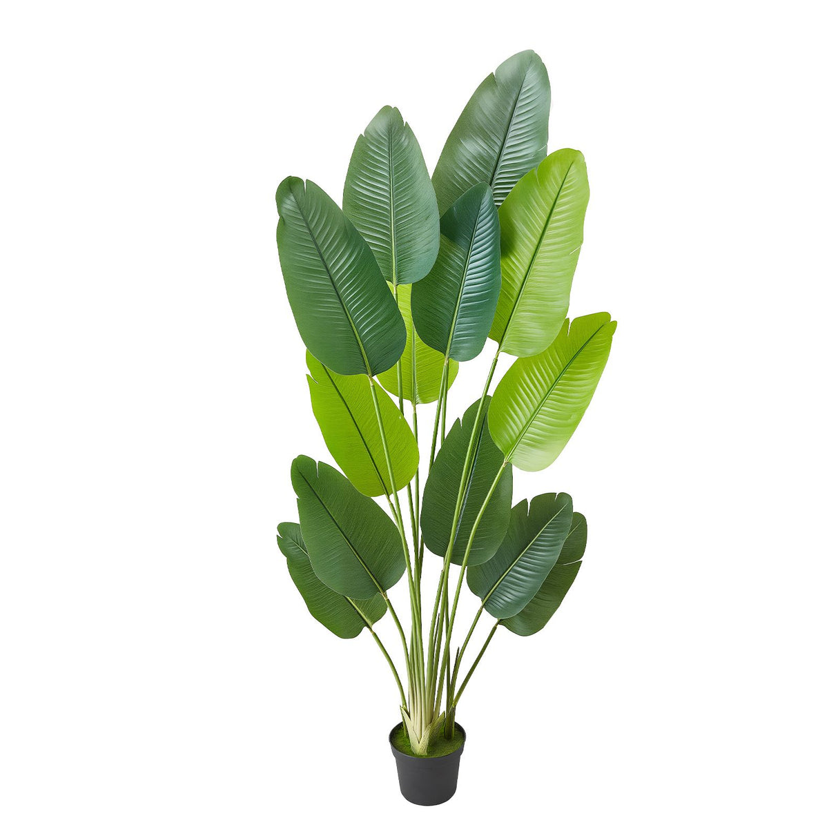 Artificial Bird of Paradise 1829 mm Tall, Fake Tropical Plants with with 13 Trunks & White Pot, Faux Floor Silk Tree, Large Trees for Home Office Living Room Decor House Warming, Indoor Outdoor