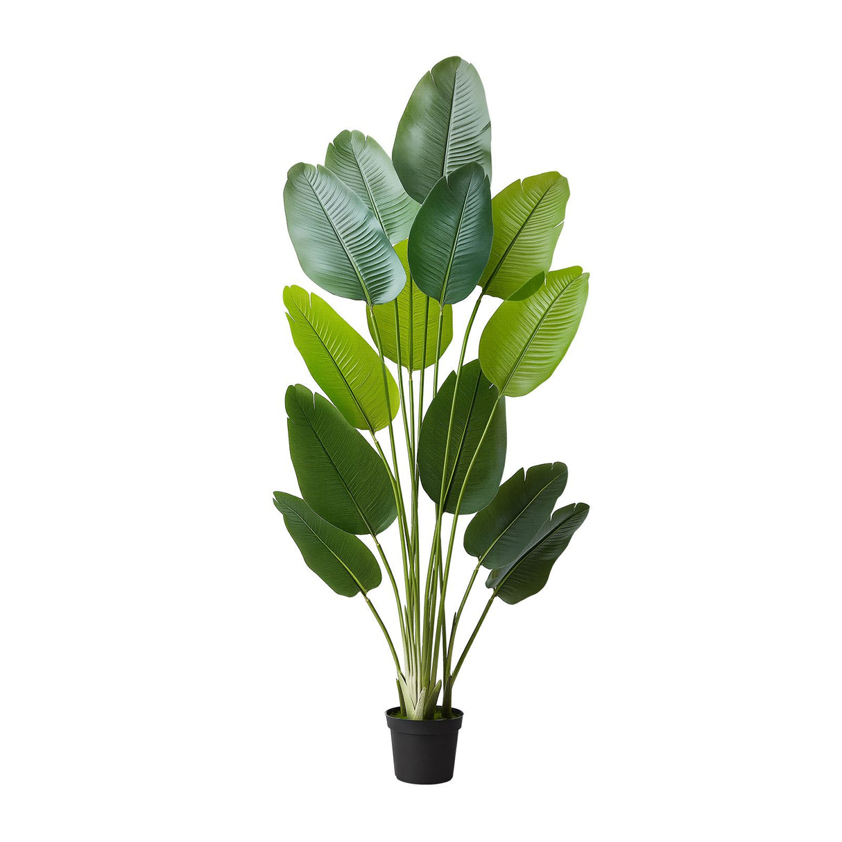 Artificial Bird of Paradise 1829 mm Tall, Fake Tropical Plants with with 13 Trunks & White Pot, Faux Floor Silk Tree, Large Trees for Home Office Living Room Decor House Warming, Indoor Outdoor