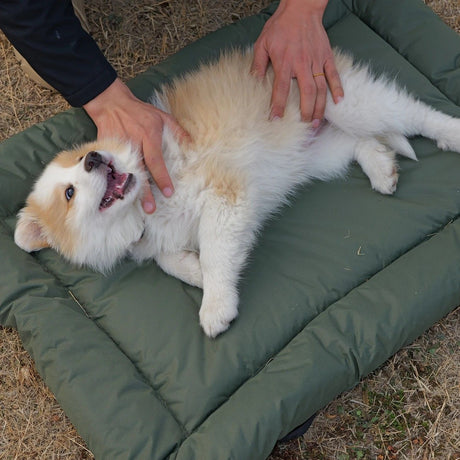 High-Quality Pet Portable Moisture-Proof Mattress, 120x80cm Large Size, Foldable for Storage, Wear-Resistant and Waterproof, All-Season Use, Suitable for Indoor and Outdoor, Ideal for Both Cats and Dogs.BLUE