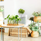 Plant Propagation Station, Plant Terrarium with Wooden Stand, Plants Pots for Hydroponics, Small Birthday Gardening Gifts for Women Mom Plants Lovers Unique - 5 Glass Test Tubes Vases