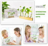 Plant Propagation Station, Plant Terrarium with Wooden Stand, Plants Pots for Hydroponics, Small Birthday Gardening Gifts for Women Mom Plants Lovers Unique - 5 Glass Test Tubes Vases
