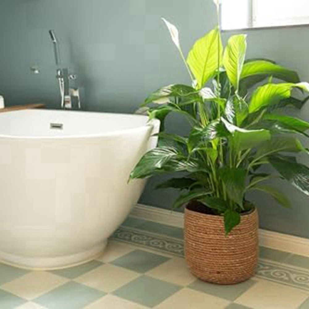 2X Seagrass Flower Pot - Woven Plant Decorative Basket with Plastic Film Insert in Boho Style S