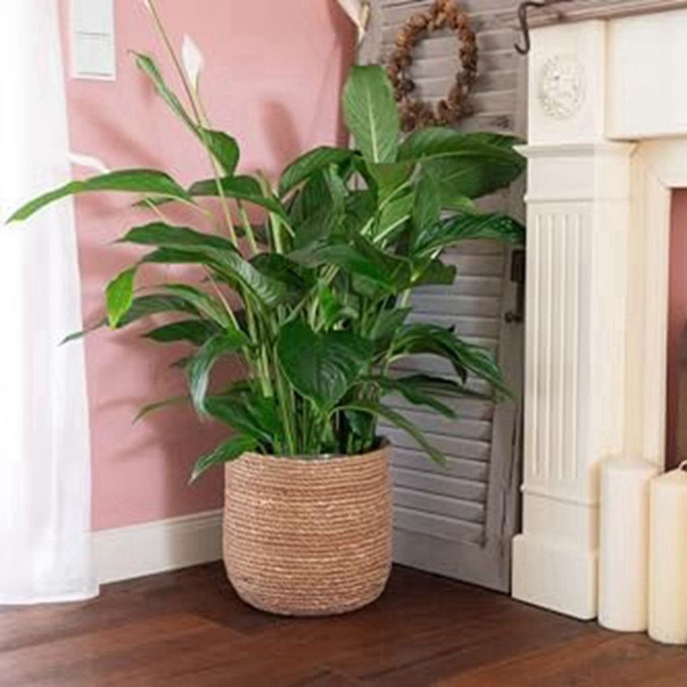 2X Seagrass Flower Pot - Woven Plant Decorative Basket with Plastic Film Insert in Boho Style S