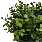 Small Potted Artificial Buxus Plant UV Resistant 20cm
