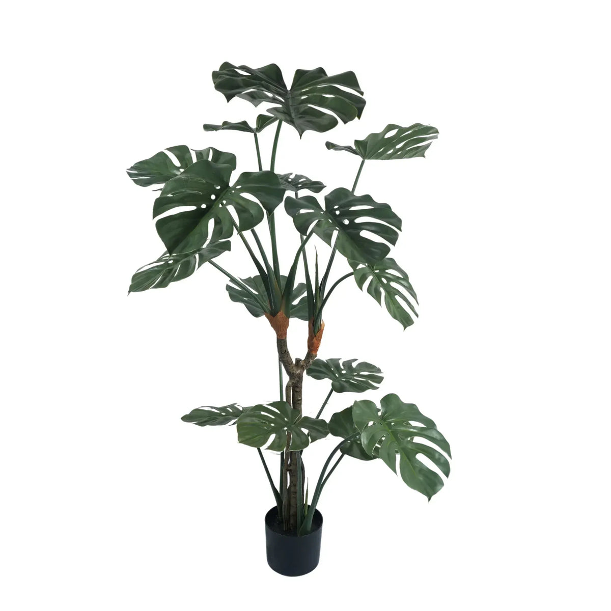 Premium Potted Monstera Split Leaf 150cm UV Resistant
