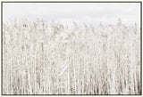 Pampas Grass Framed Canvas Wall Art 120cm