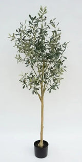 Olive Tree 145cm