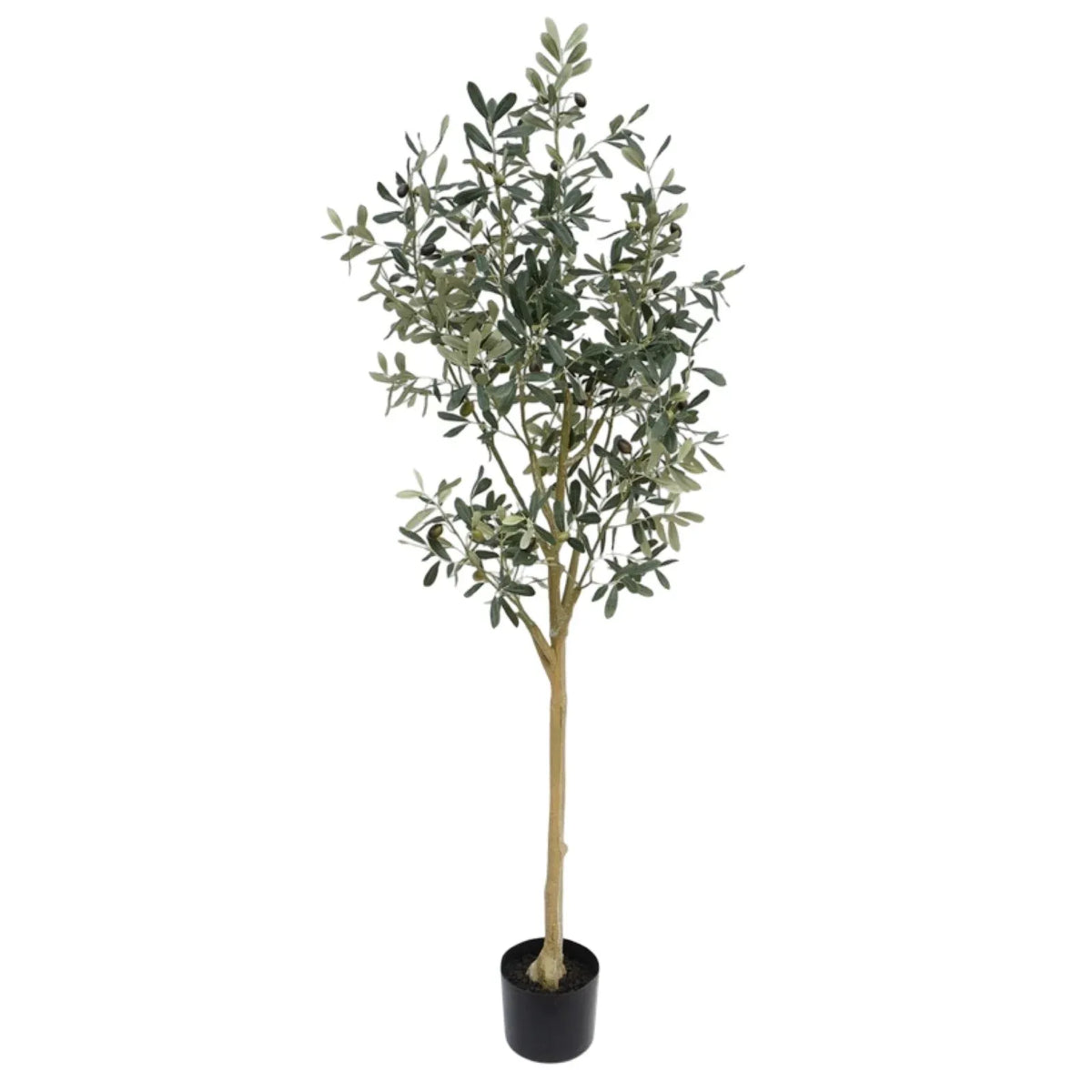 Olive Tree 145cm