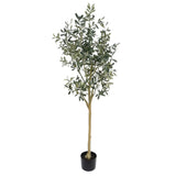 Olive Tree 145cm