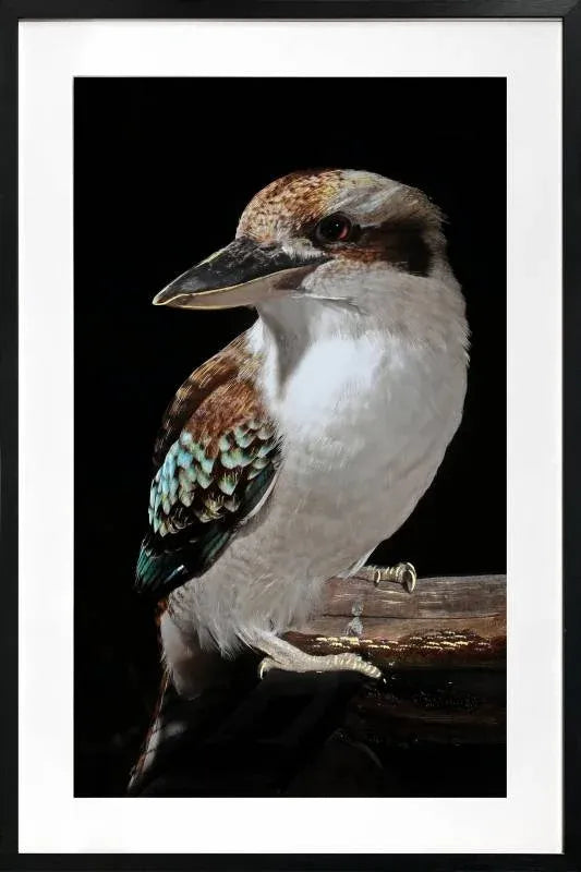 Mystery Kookaburra Artwork Framed W Glass Front 80x120cm