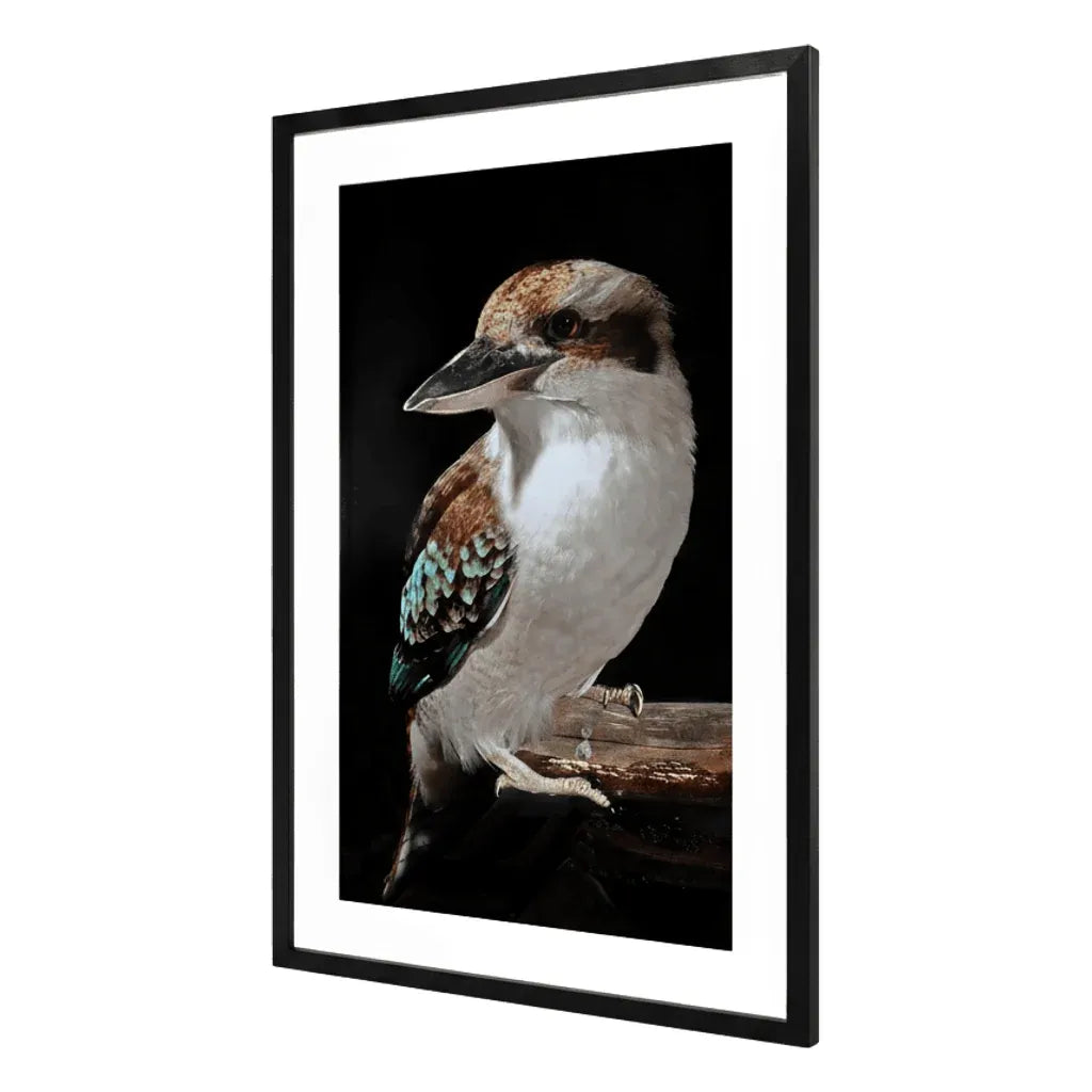 Mystery Kookaburra Artwork Framed w Glass Front 120cm