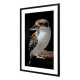 Mystery Kookaburra Artwork Framed w Glass Front 120cm