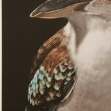 Mystery Kookaburra Artwork Framed w Glass Front 120cm