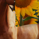 Horse Sunflowers Verona Elegance Quilt / Doona / Duvet Cover set